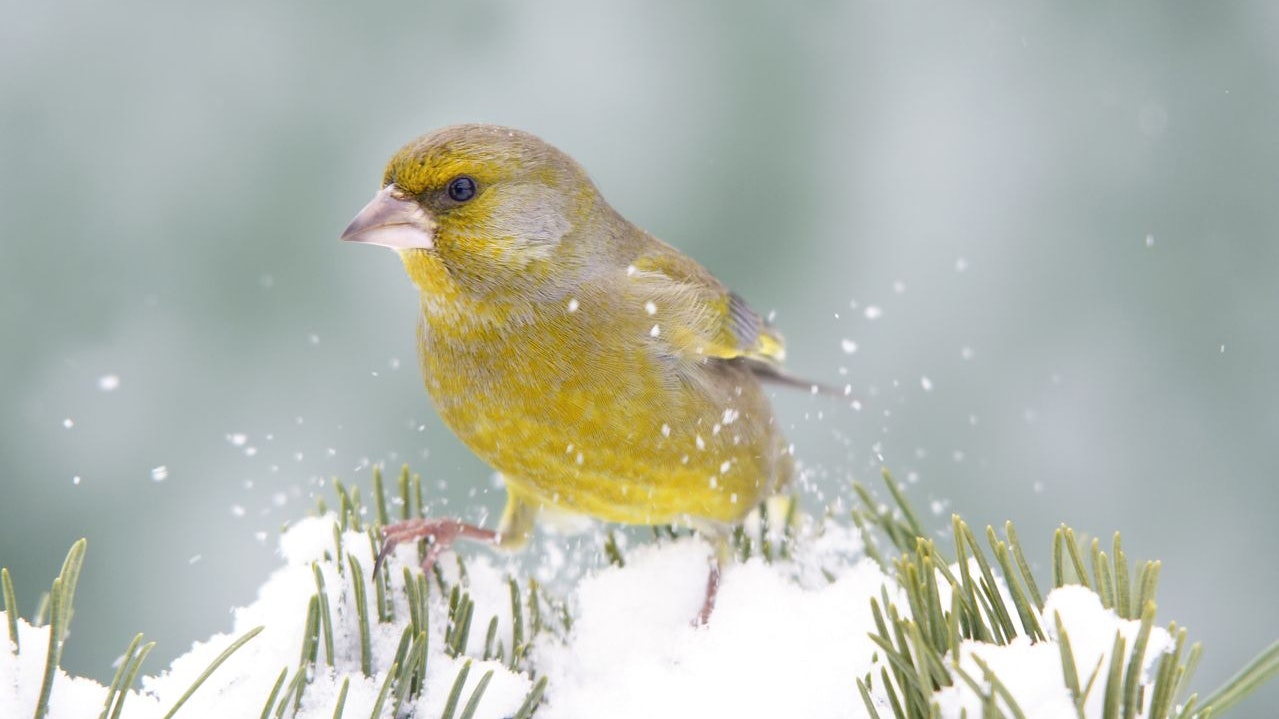 Der Grünling wird auch Grünfink genannt und zeigt sich rückläufig. 