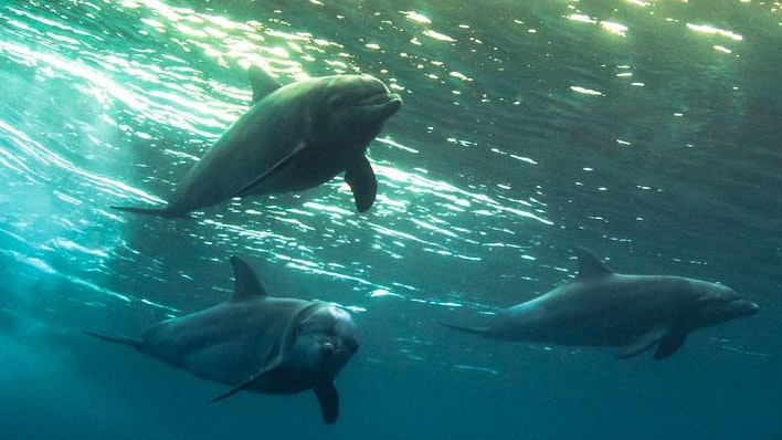 Heute.at - Warnung an Menschheit – Delfine mit Mutanten-Gehirnen