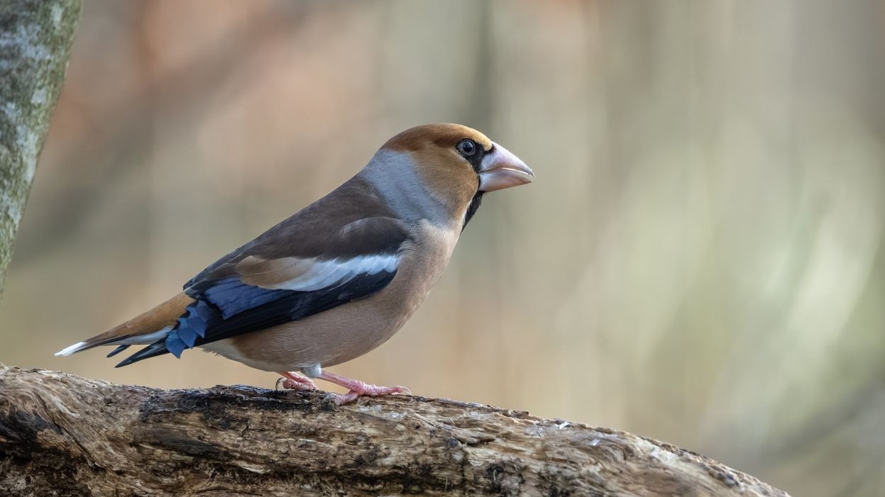 Der hübsche Kernbeißer wurde heuer sehr selten gesehen.