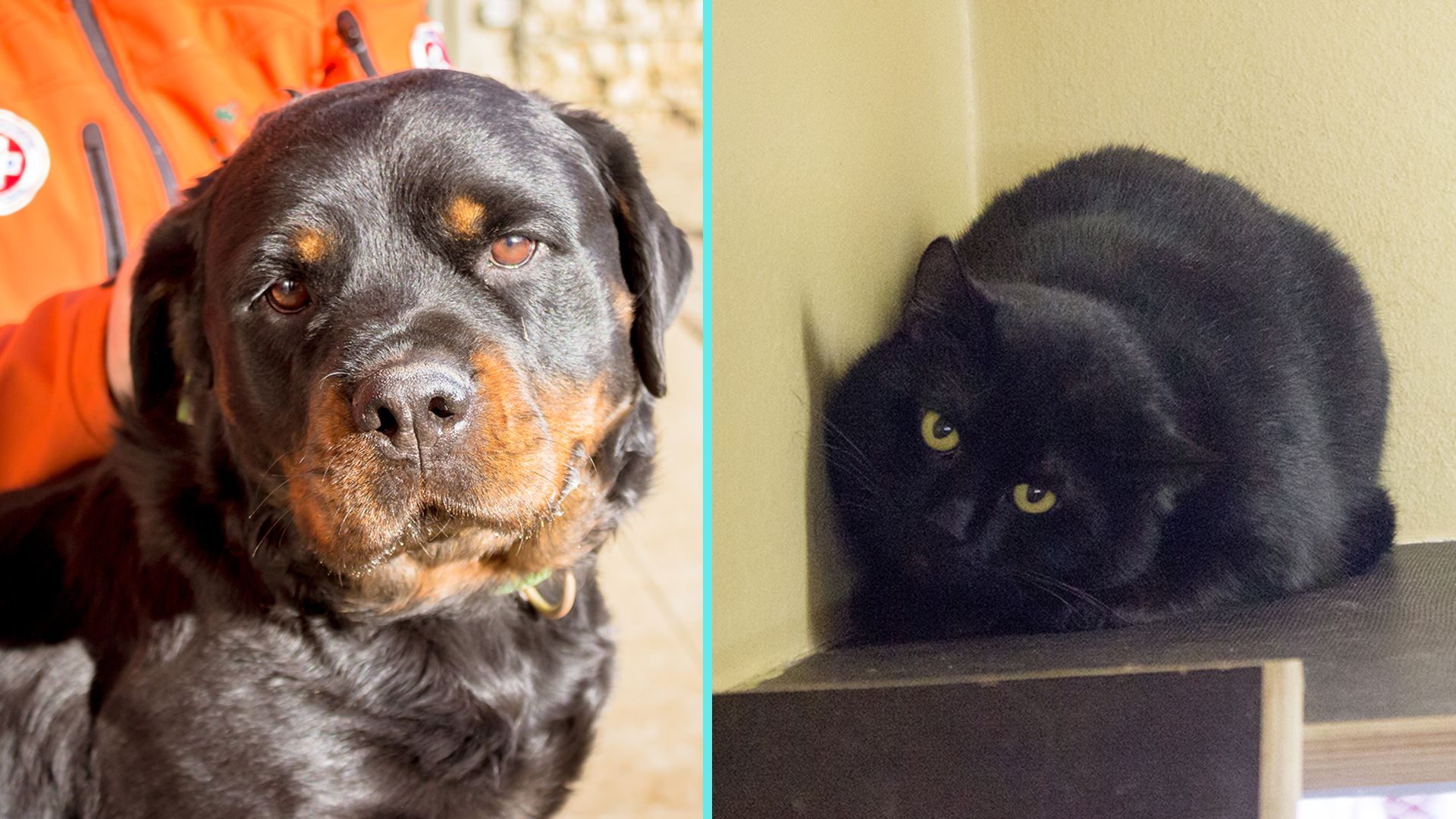 Die treue Rottweiler-Hündin 