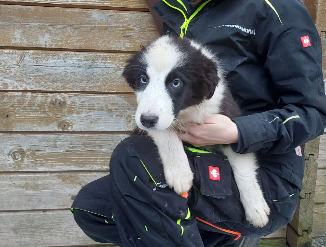 Einer von zahlreichen armen gequälten Hunden, die befreit worden sind.