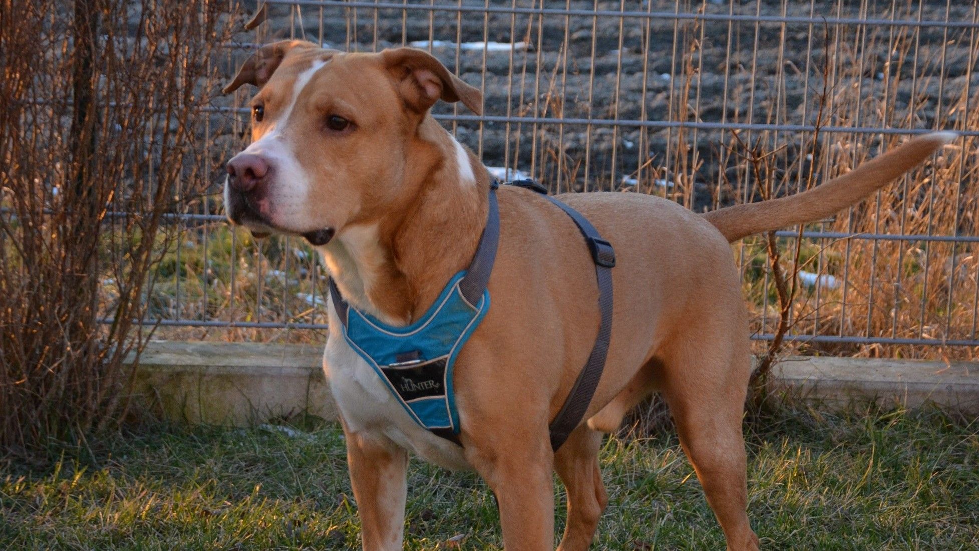 Houdini sucht ein neues, liebevolles Zuhause.