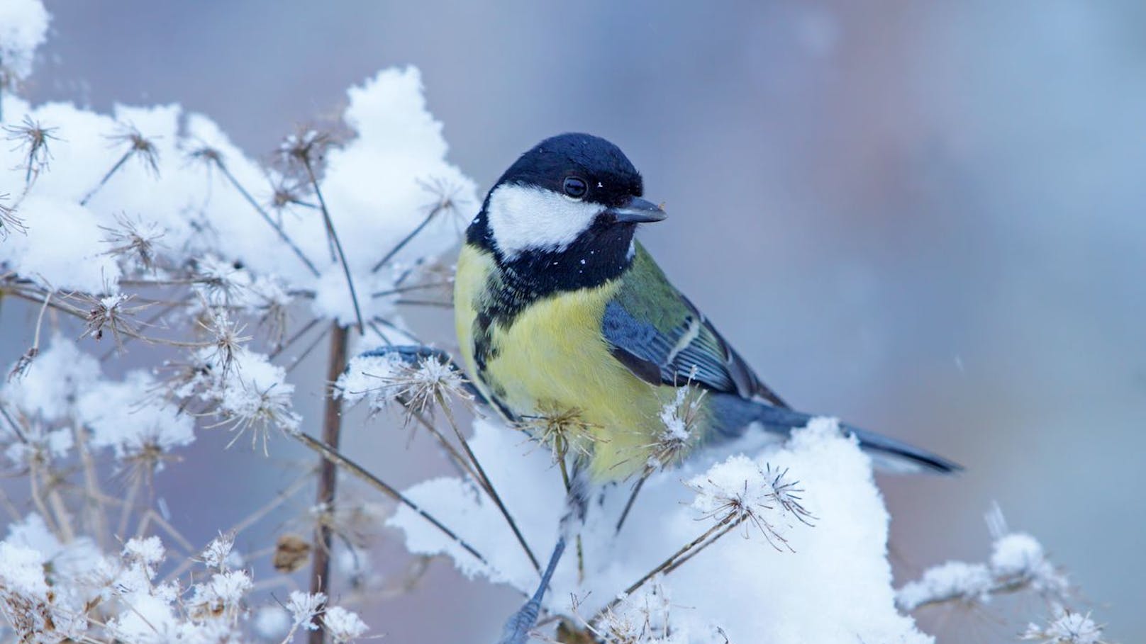 Rekord und Stockerlverteidiger bei den Wintervögeln