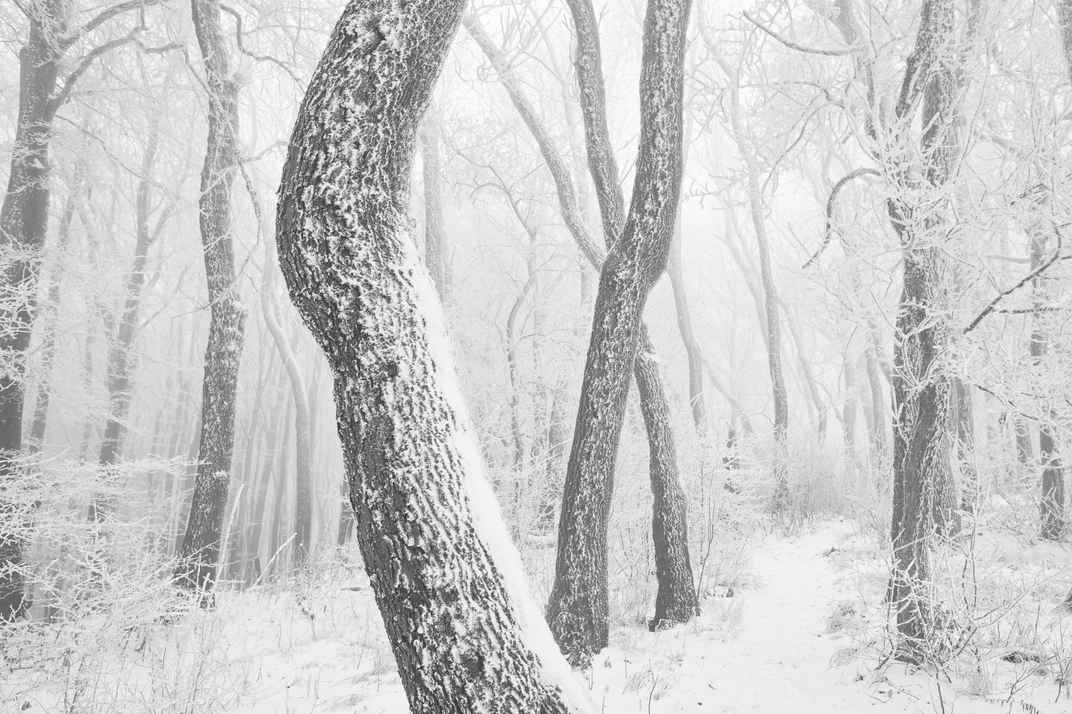 Weg durch den verschneiten und gefrorenen Wienerwald. (Archivbild)