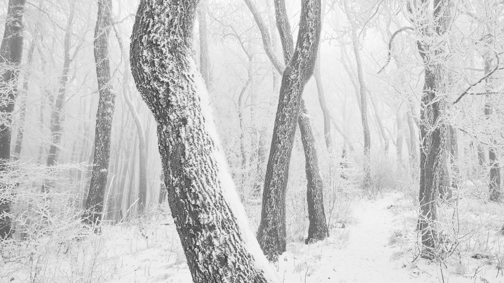 Weg durch den verschneiten und gefrorenen Wienerwald. (Archivbild)