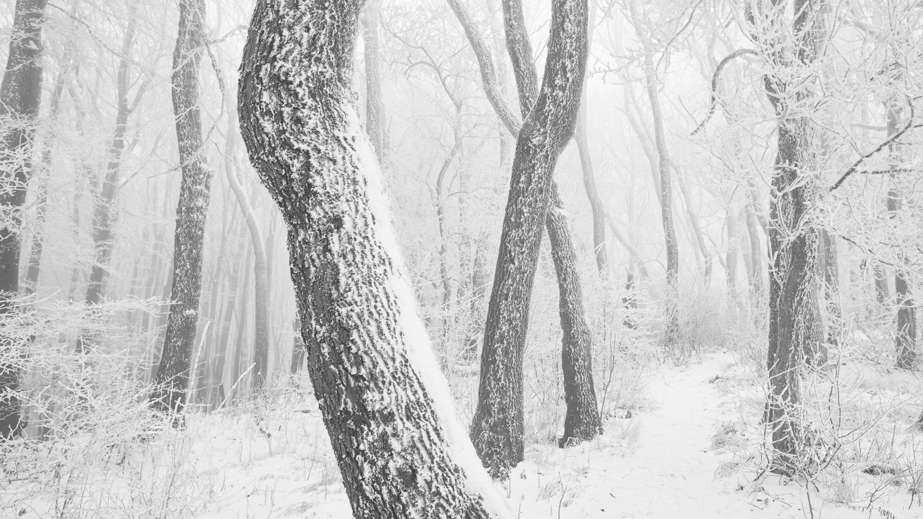 Weg durch den verschneiten und gefrorenen Wienerwald. (Archivbild)