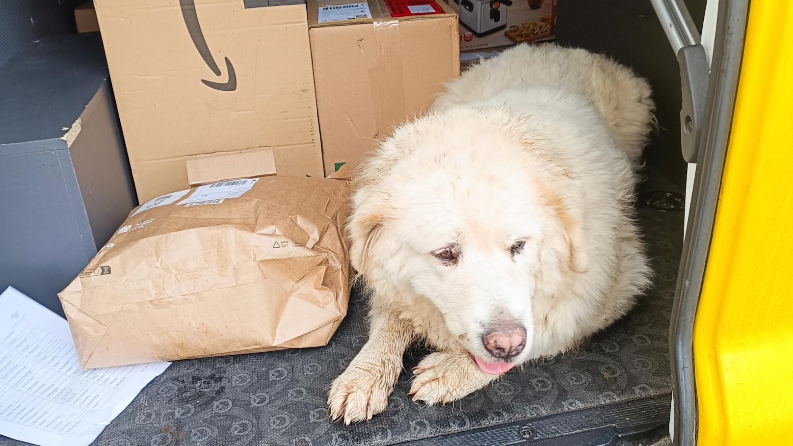 Sanos durfte im Postauto mitfahren und fühlte sich am Heimweg sichtlich wohl.