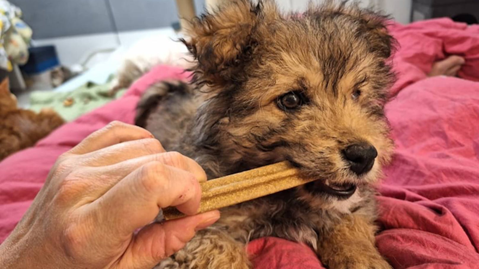 Auch sollte das neue Herrchen möglichst viel Zeit zu Hause bei Lotti verbringen.