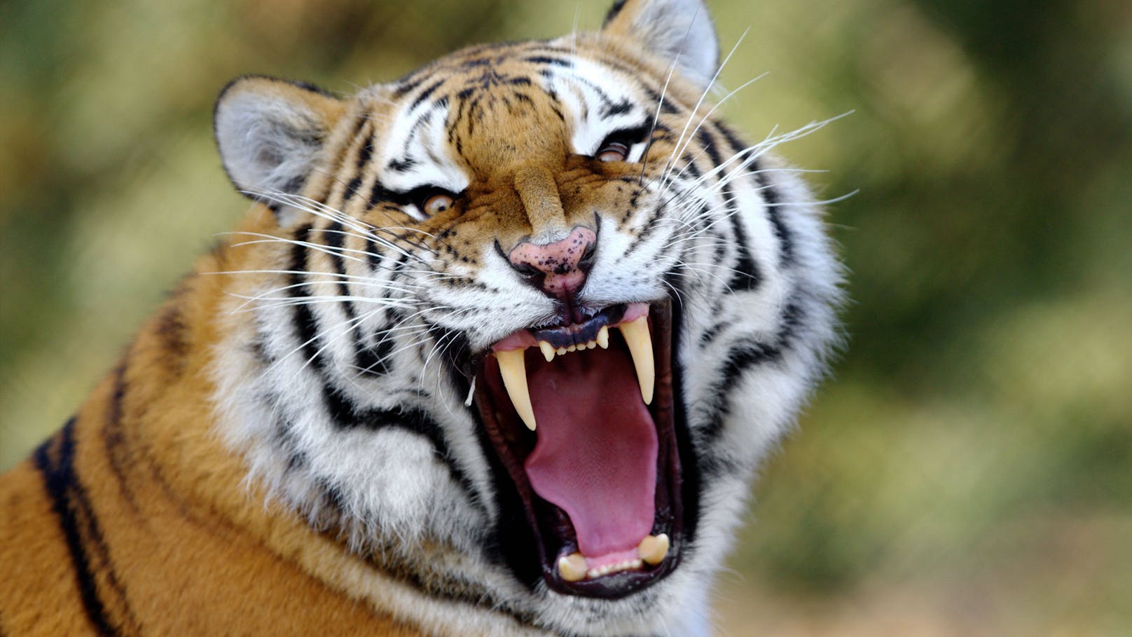 Vom Tiger bis zum Leopard – keiner war vor dem Fotografen sicher.