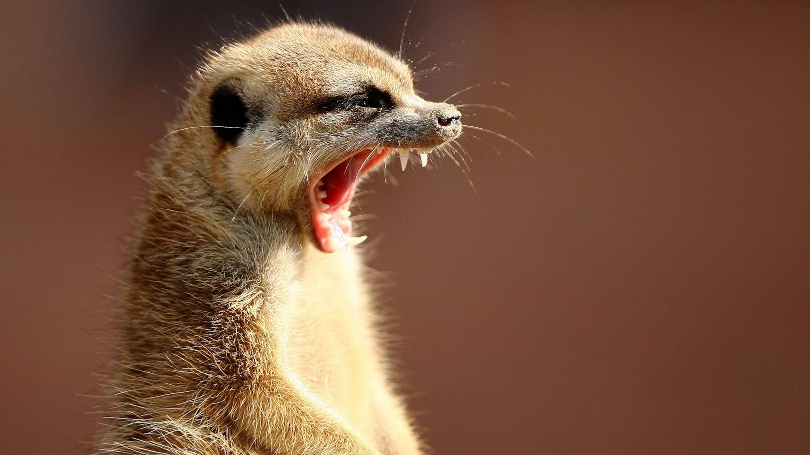 Der größte Teil seiner Bilder stammt aus dem Skopje Zoo in Mazedonien.