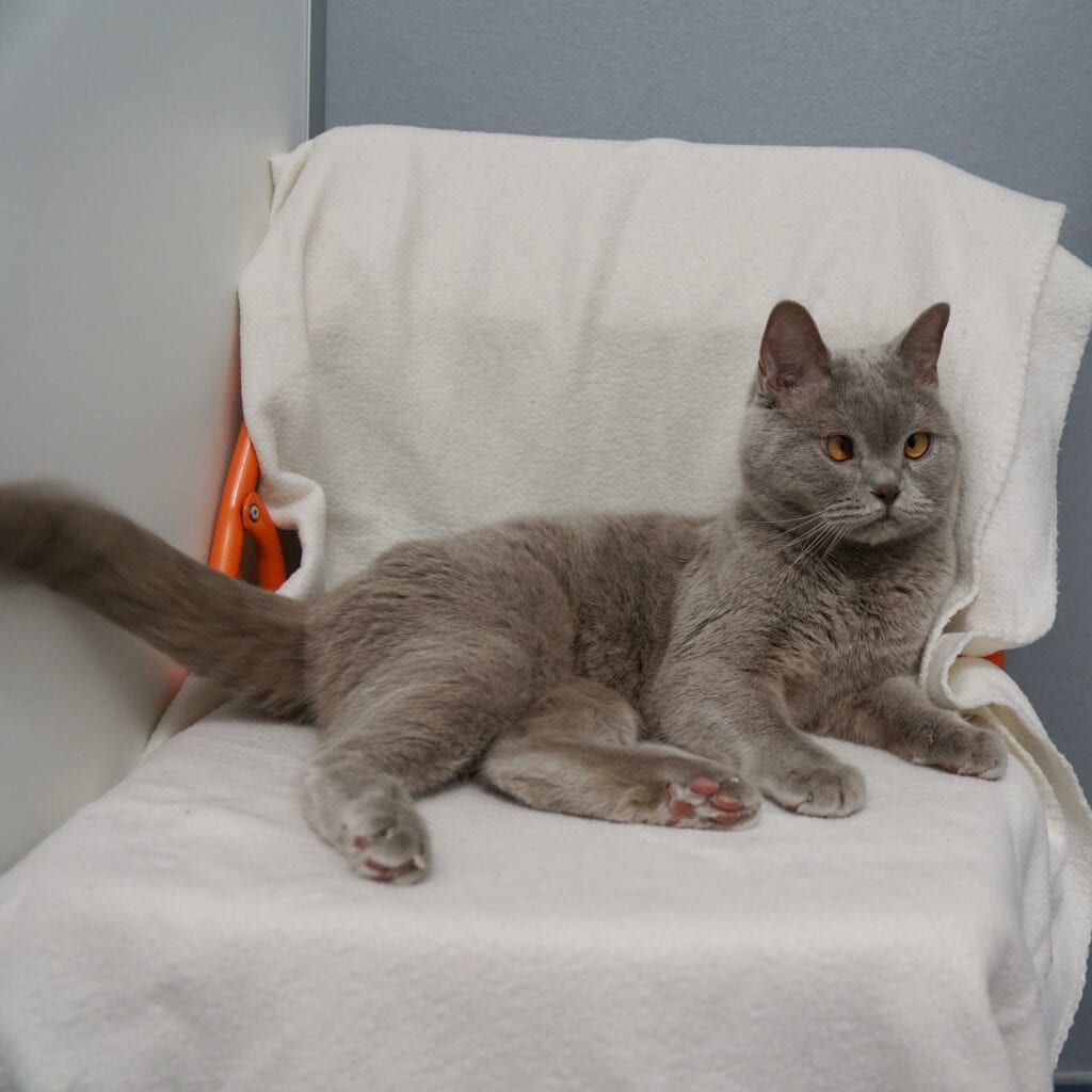 Kater Glubschi sieht nicht nur niedlich aus sondern liebt auch Kuscheleinheiten.