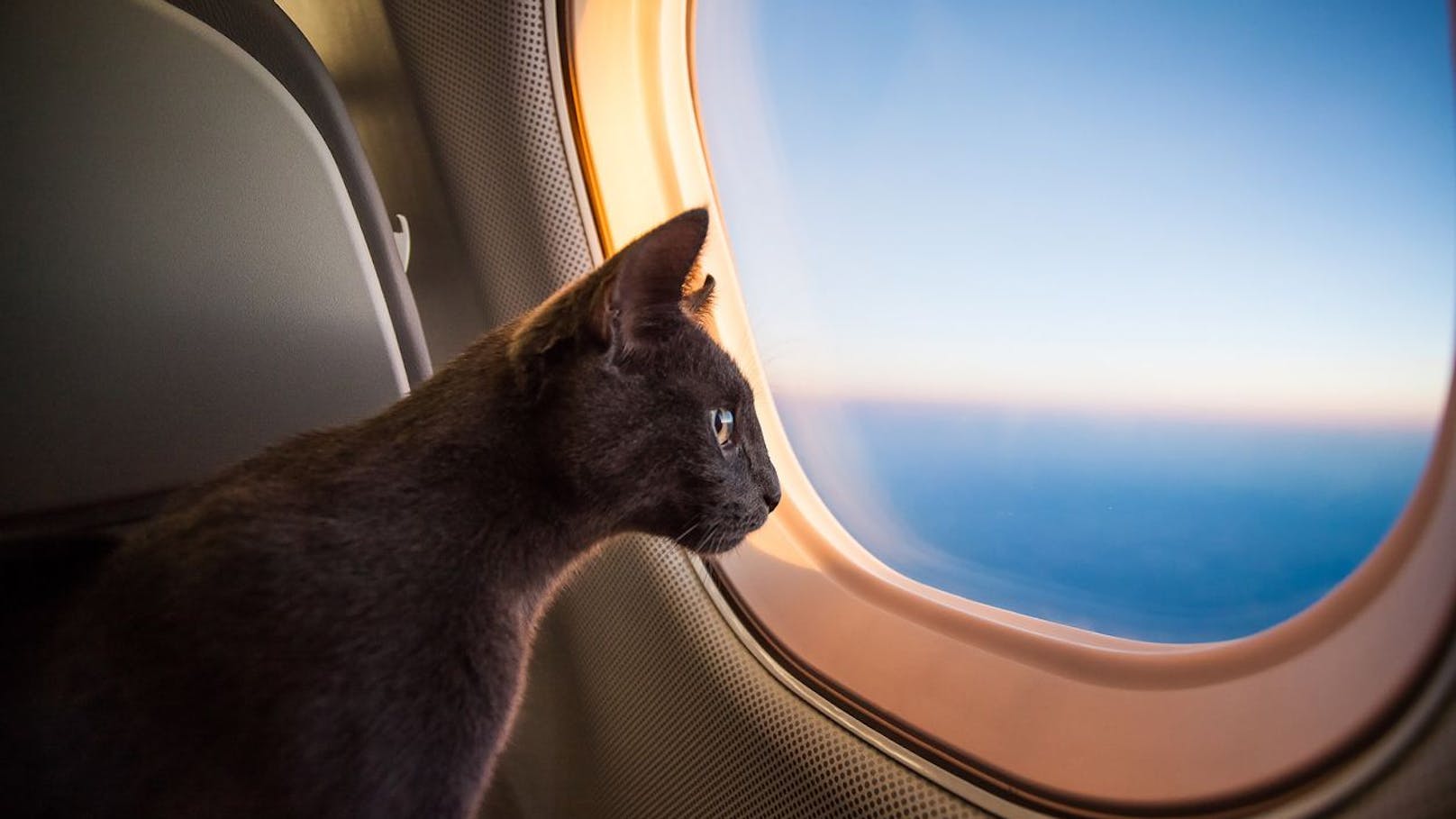 Dreimal selbe Strecke! Katze im Flugzeug vergessen