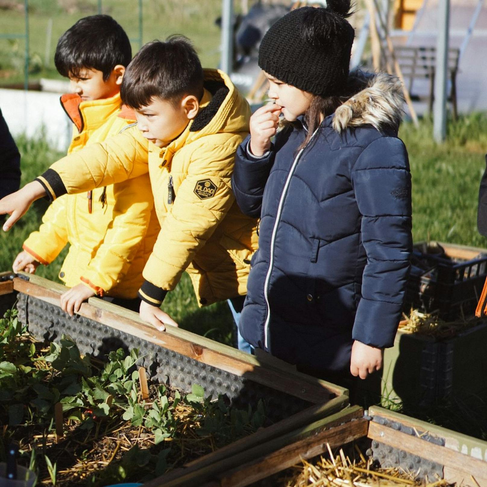 So schmeckt Natur: Kinder kosten frisch geerntetes Obst und Gemüse im Naschgarten.