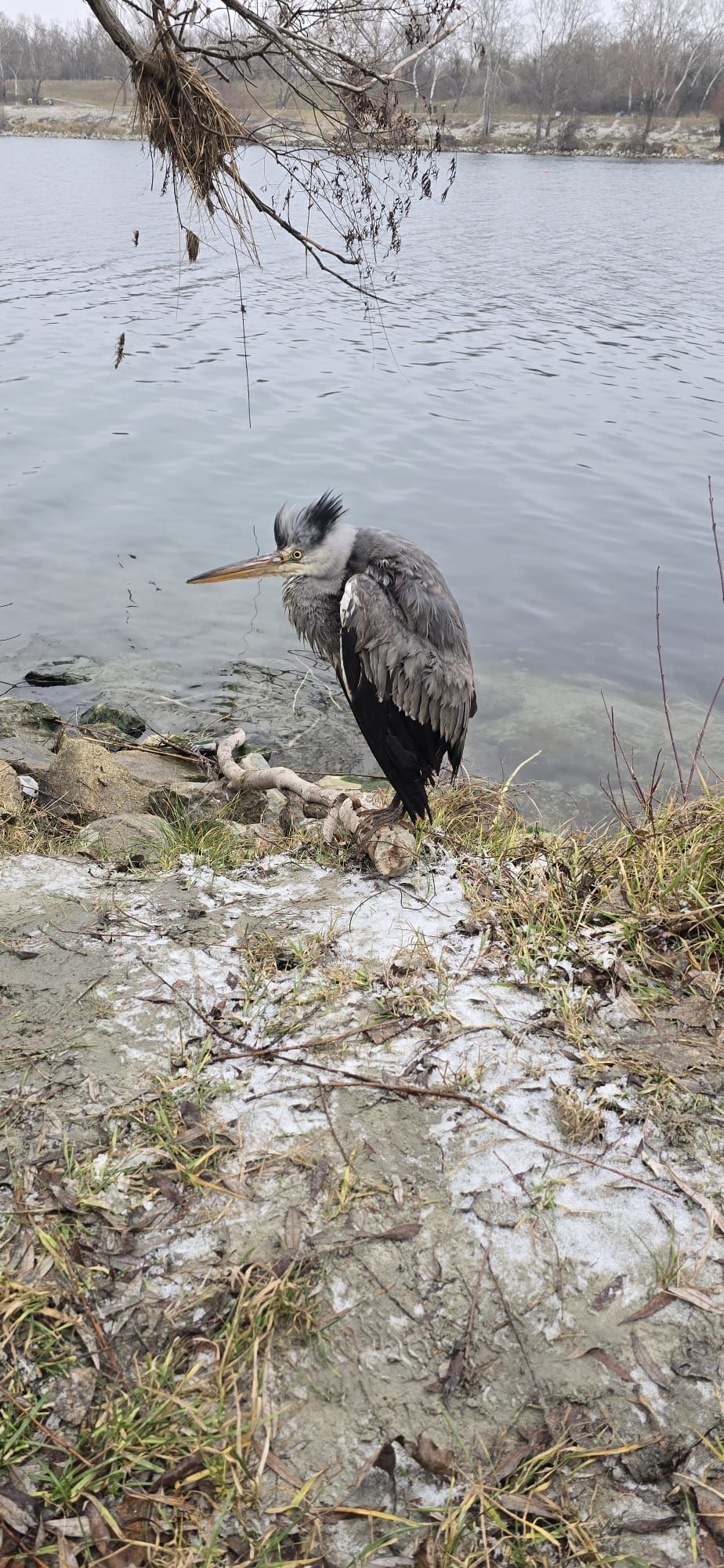 Der Graureiher befand sich in einer prekären Lage.