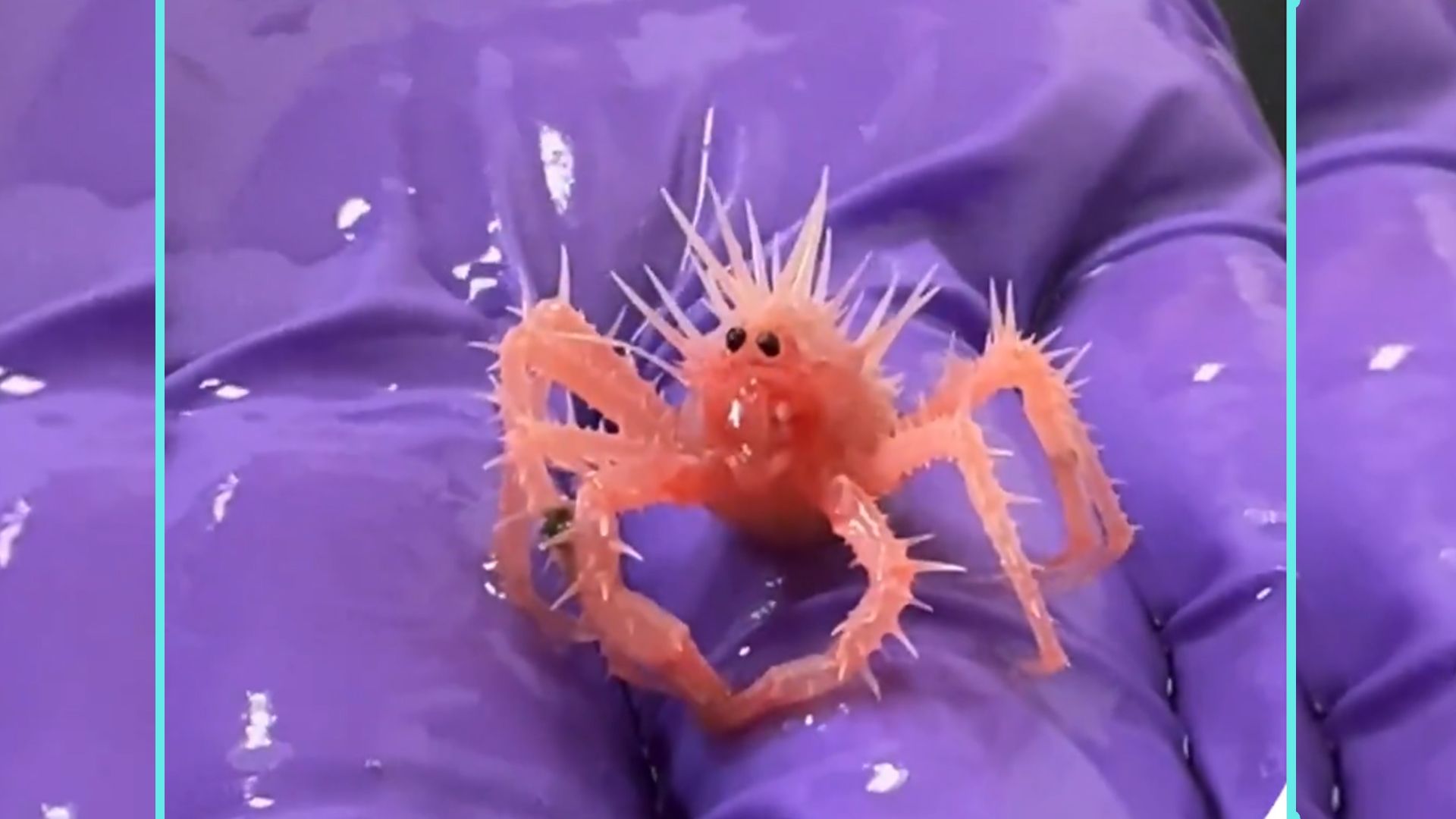 So ein niedliches Meereswesen, oder?