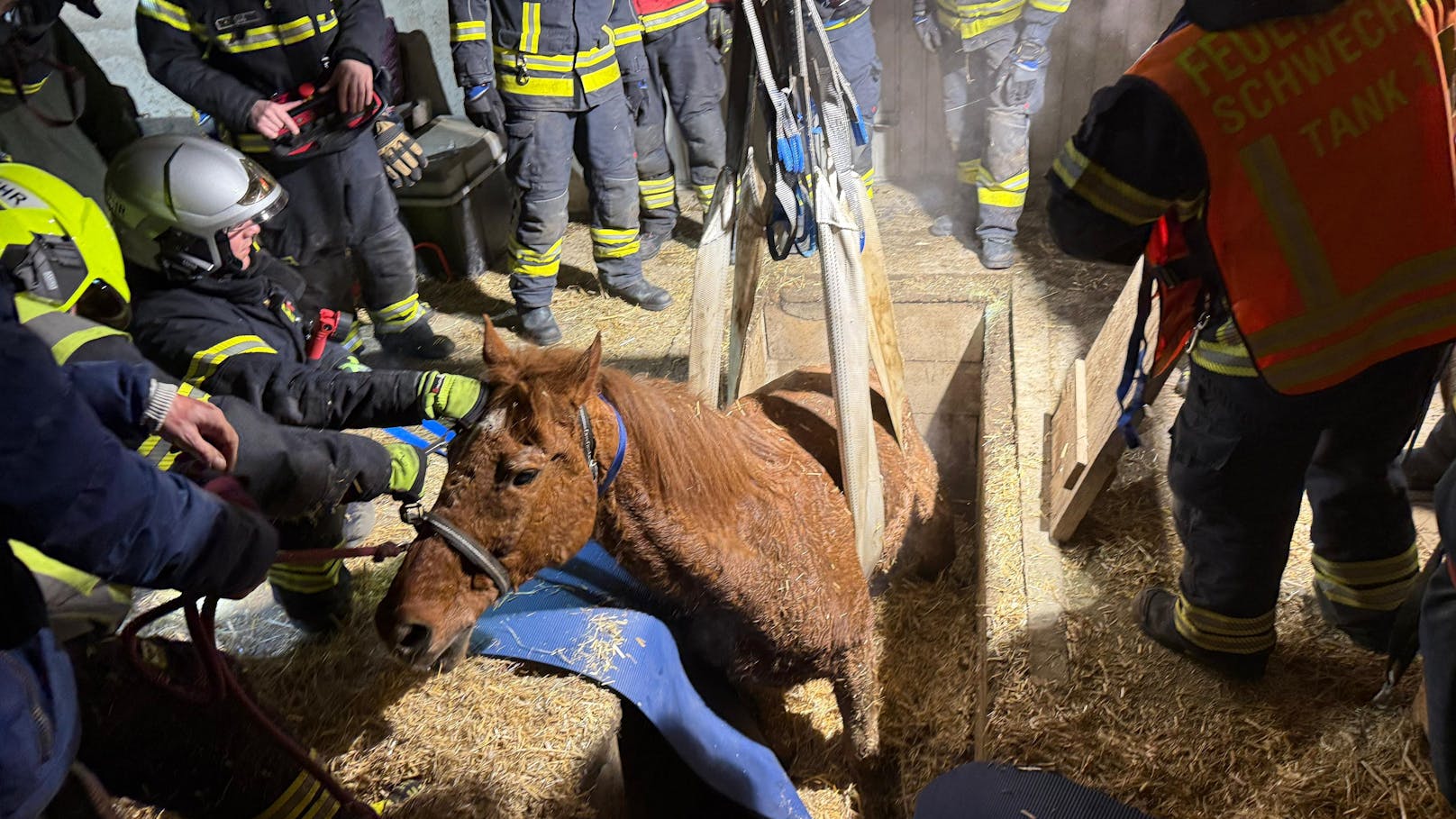 Pferd nach Sturz in Werkstattgrube gestorben