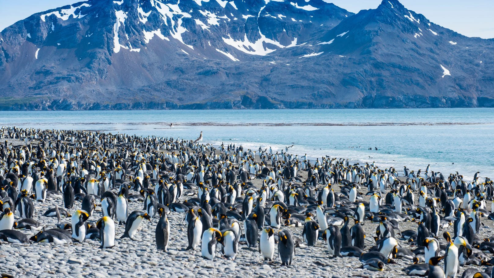 Auf den Inseln leben eine große Königspinguin-Population und auch Robben.