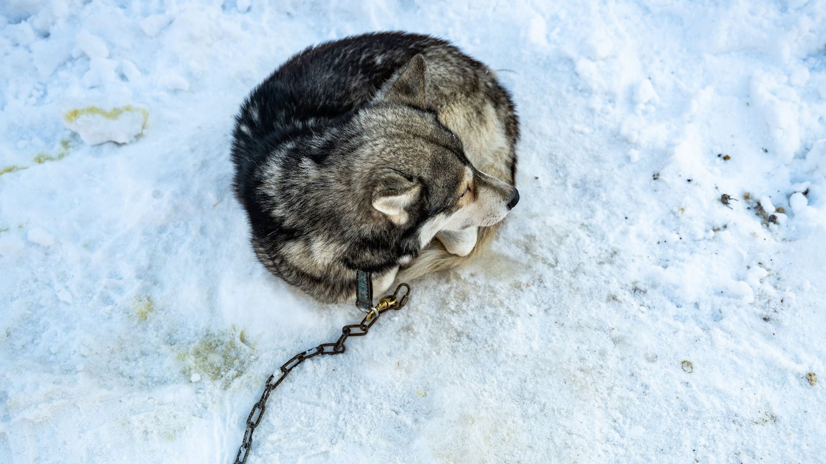 Solche Bilder sind natürlich dem Tierschutzgedanken nicht förderlich. 