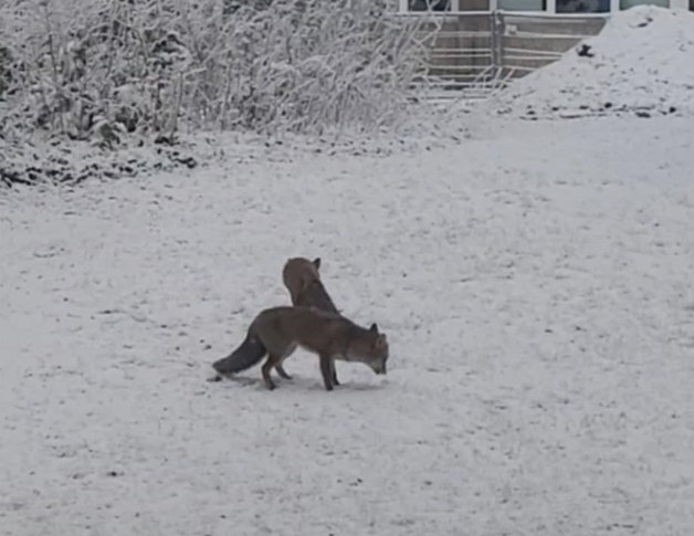 Auch der Schnee schreckte die Tiere nicht ab, in die Stadt zu kommen.