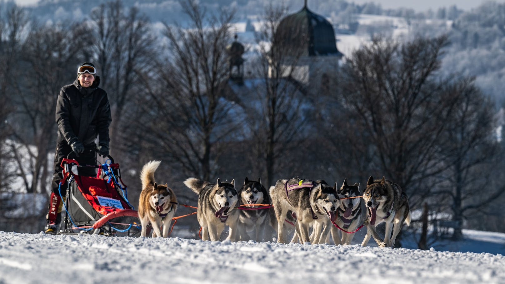 Diese Hunde laufen 300 Kilometer durch den Schnee