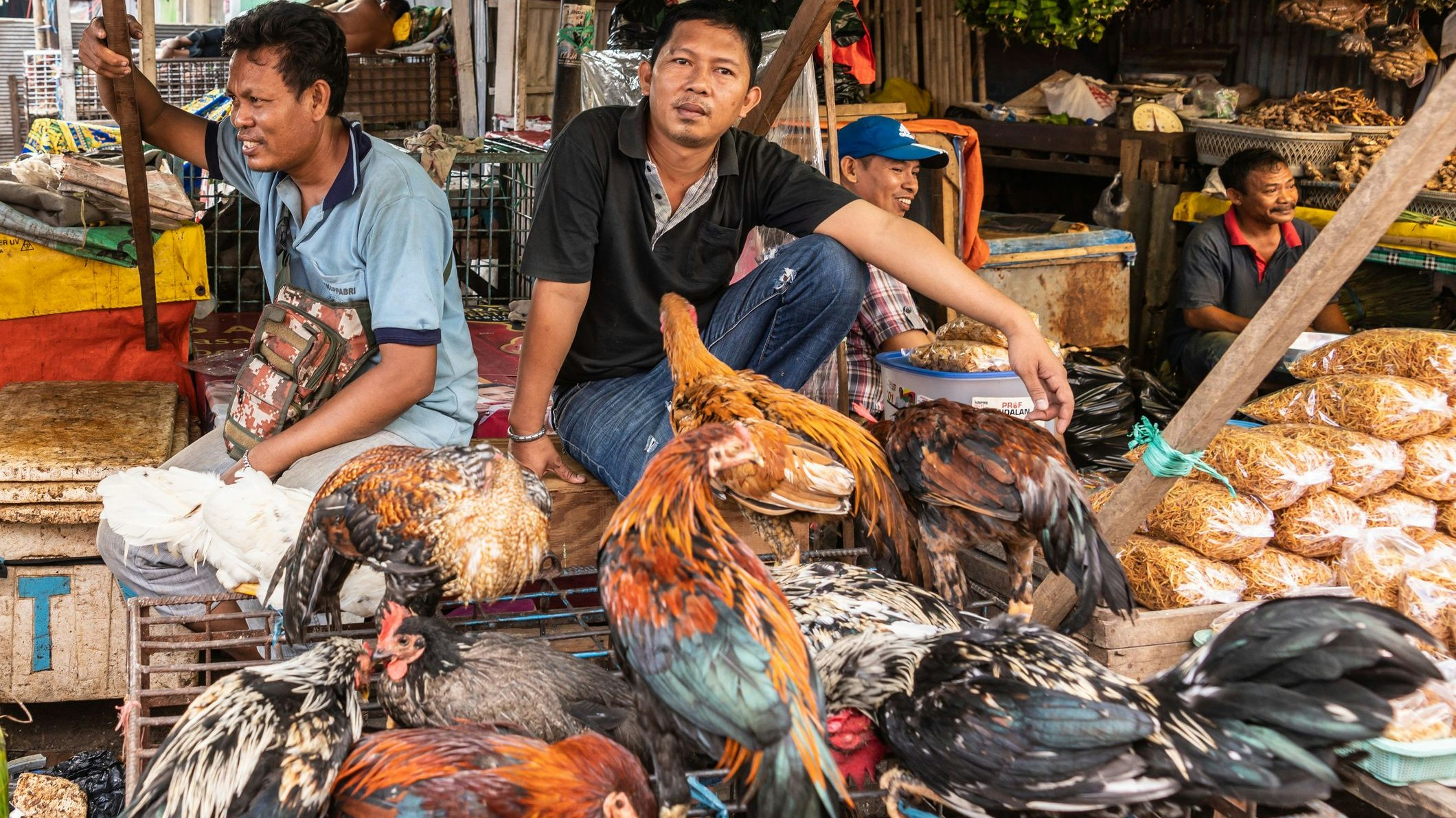 Selten aber doch stecken sich auch Menschen mit der Vogelgrippe an. Die meisten Todesfälle gab es bislang in Asien, wo Tier und Mensch auf engstem Raum zusammenleben