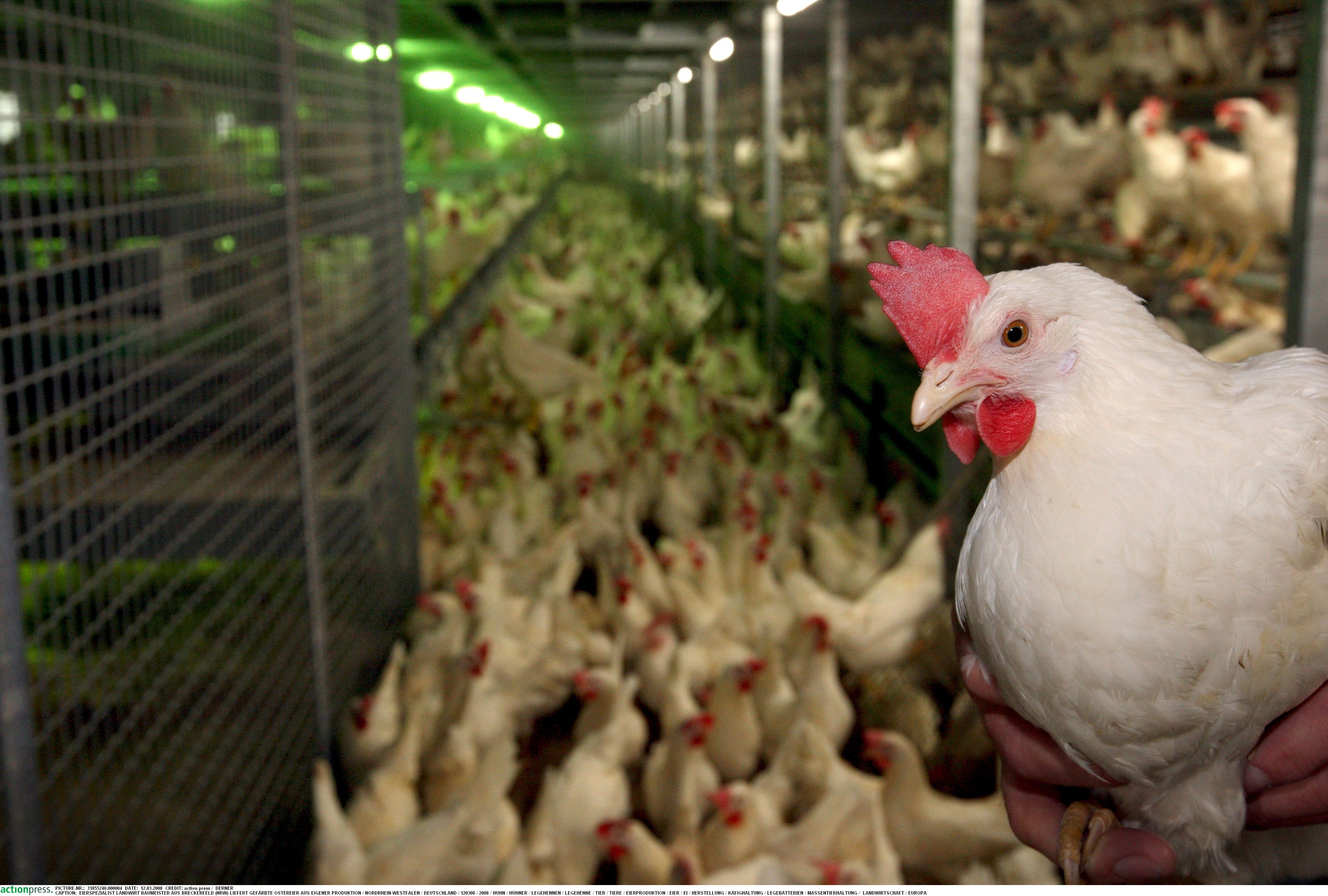 Die Tiere lebten ohne Bewegungsfreiheit. (Symbolbild)