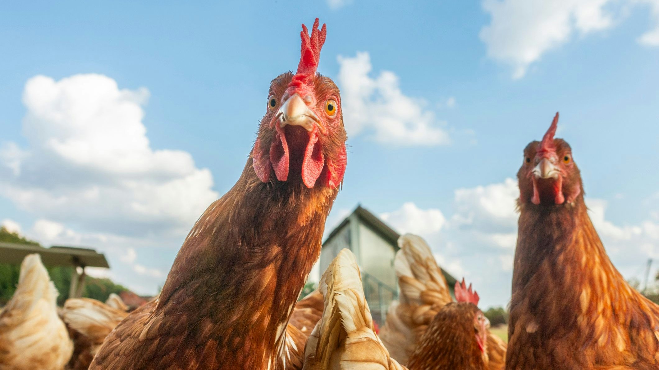 Weshalb die Vogelgrippe den Supermärkten auf die Eier geht