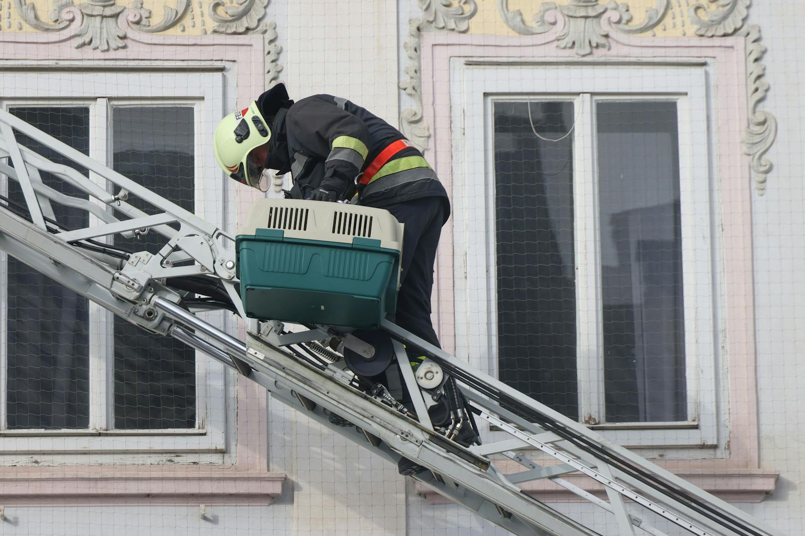 Anschließend wurde die Taube in einer Transportbox verstaut.