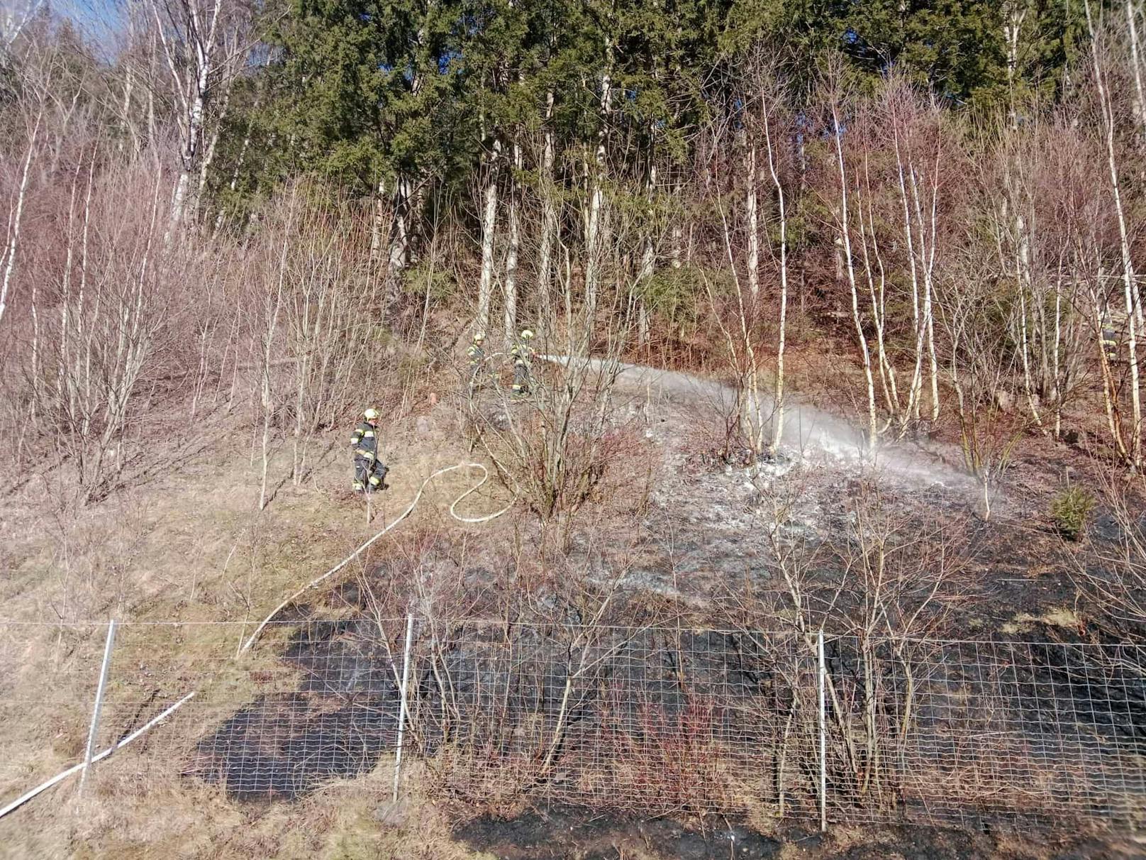 Auch auf den benachbarten Wald ging das Feuer über. 