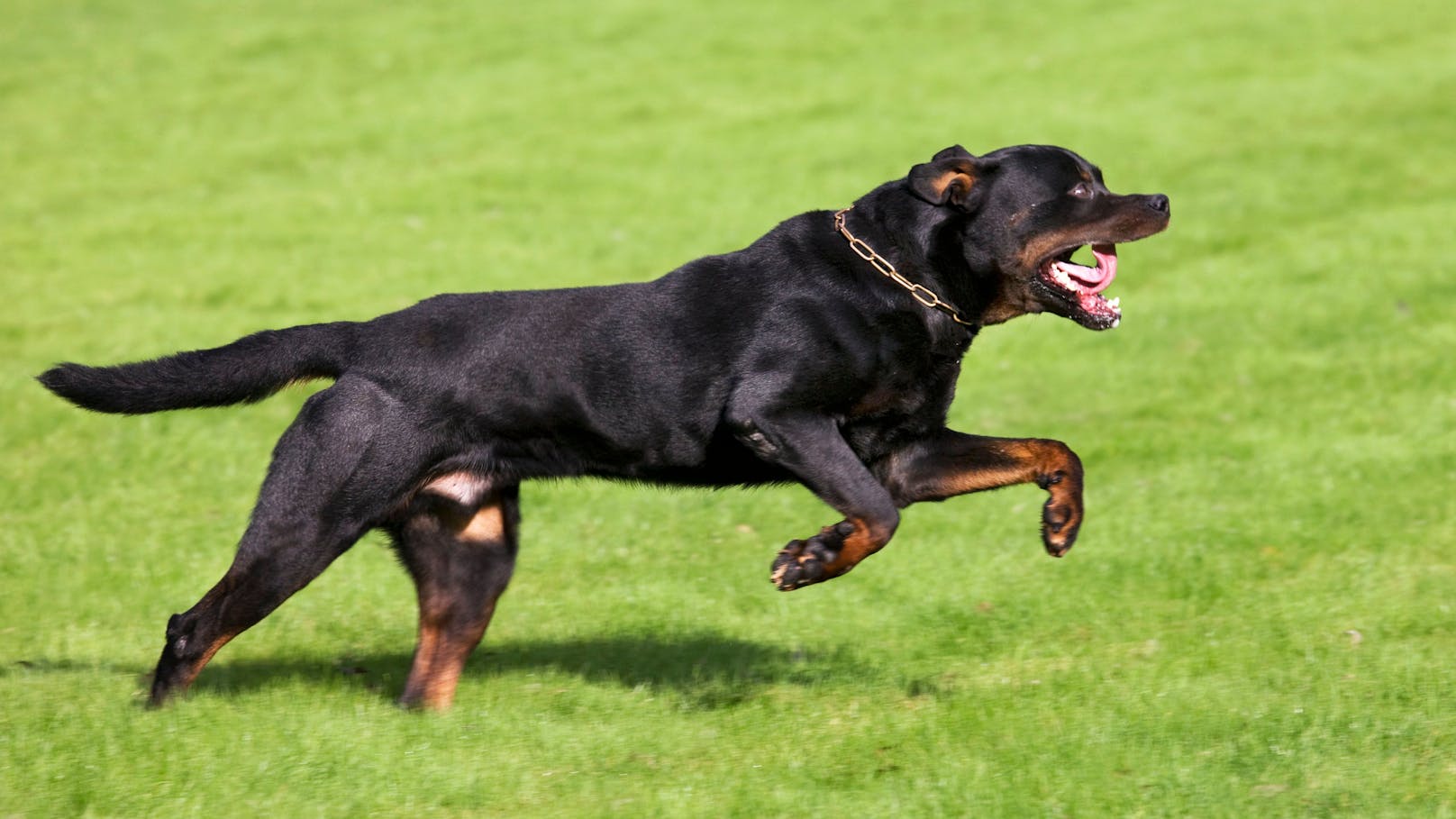 Rottweiler greift Kleinkind an und verletzt es schwer