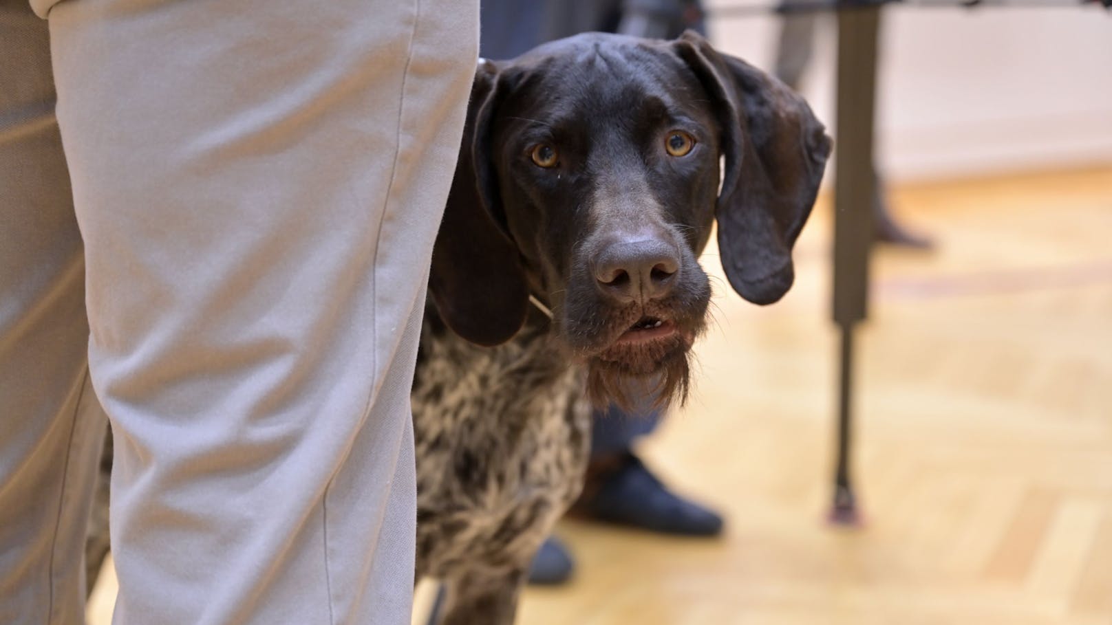 Ob sich der Hund auch über den Wahlsieg von Dietmar Prammer freut, ist nicht überliefert.