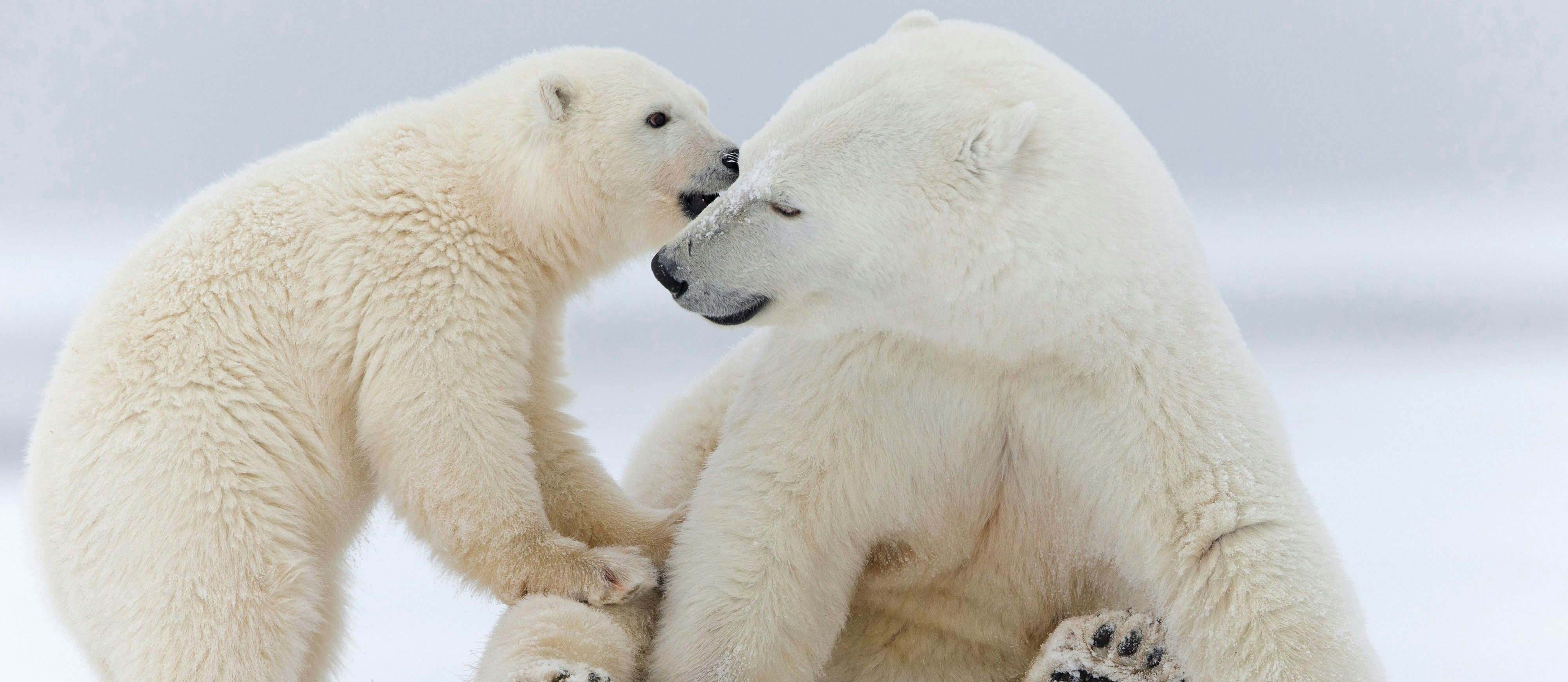 Öl- und Gasbohrungen in Naturreservat: Eine Eisbären-Familie in Kaktovik, Alaska