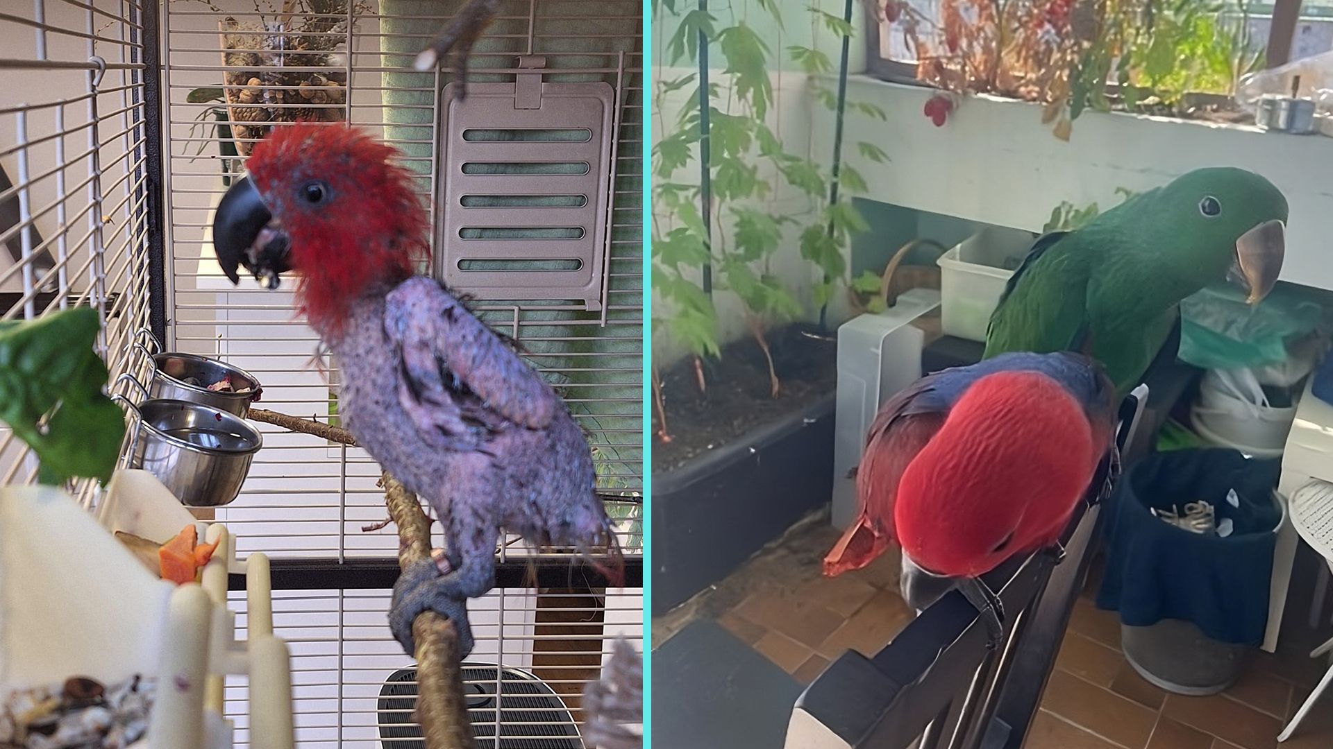 Die kleine Edelpapageien-Dame 