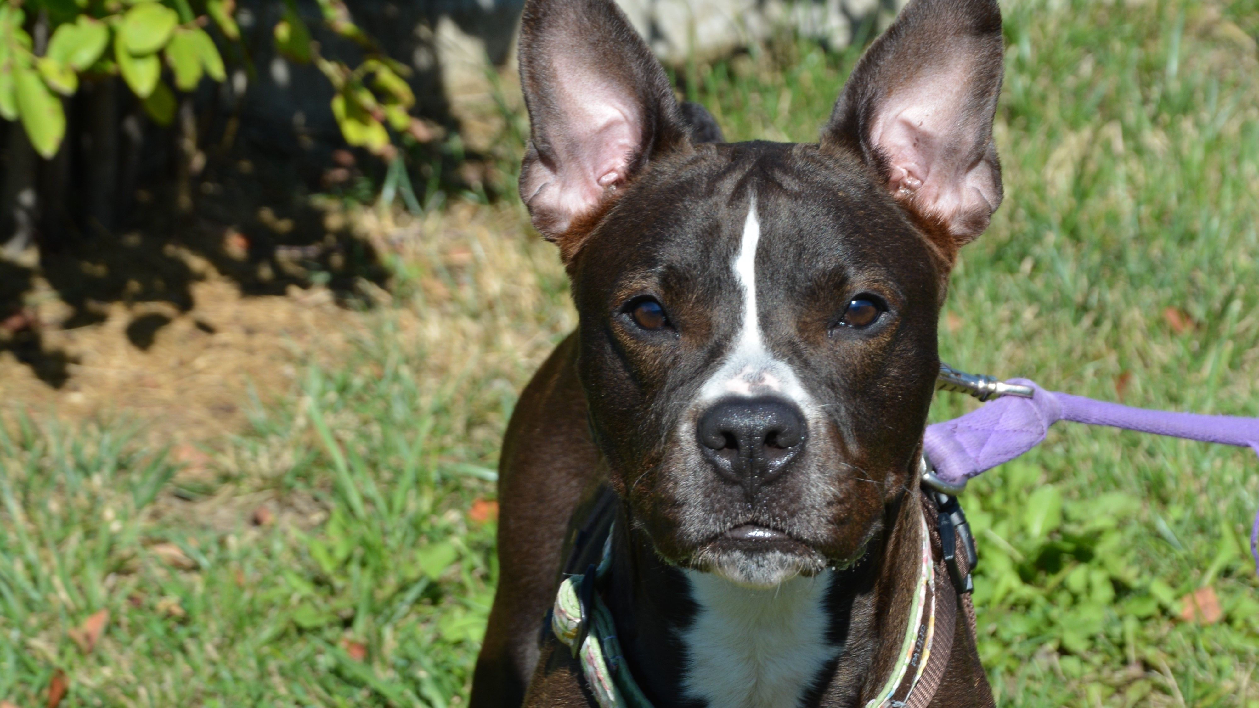 Siena ist auf der Suche nach einem liebevollen Zuhause, bei Menschen, die mit ihr durch dick und dünn gehen.