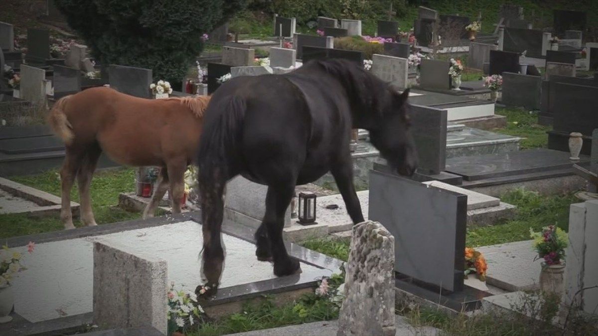 Die über 100 Pferde machen offenbar auch vor Gräbern nicht Halt.