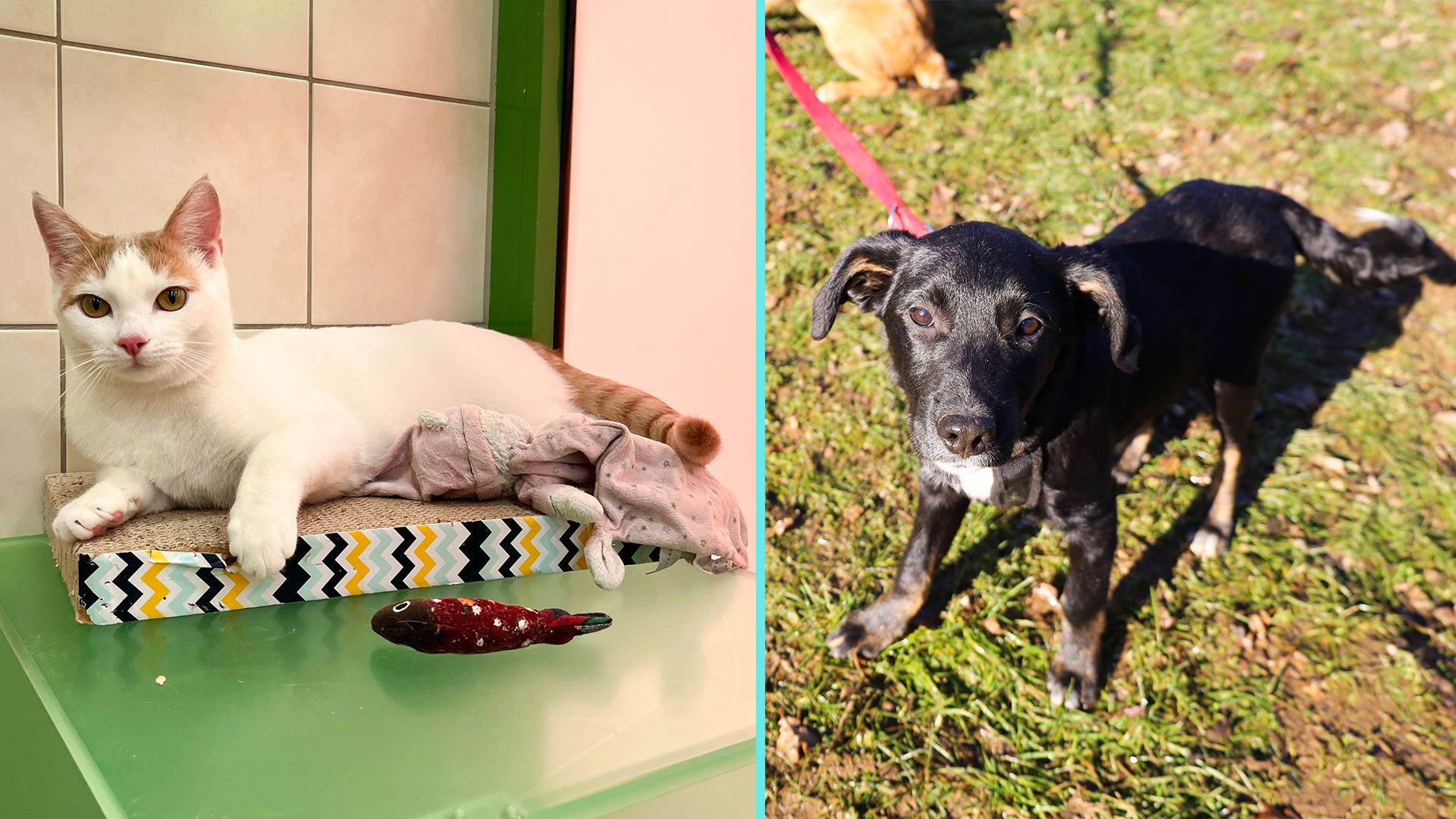 Kater Chilli und Junghund 