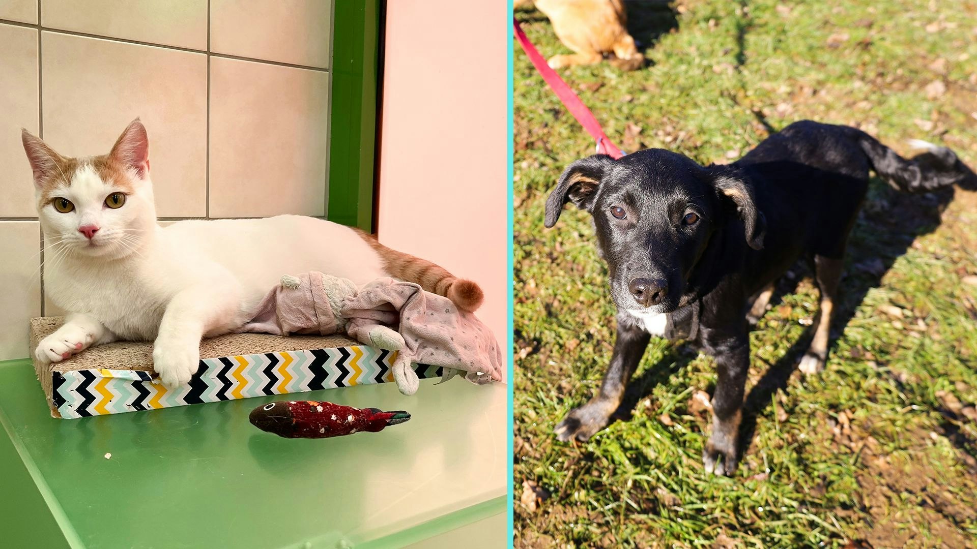 Katze Chilli und Welpe "Gonzo" rücken diese Woche ins Rampenlicht. 