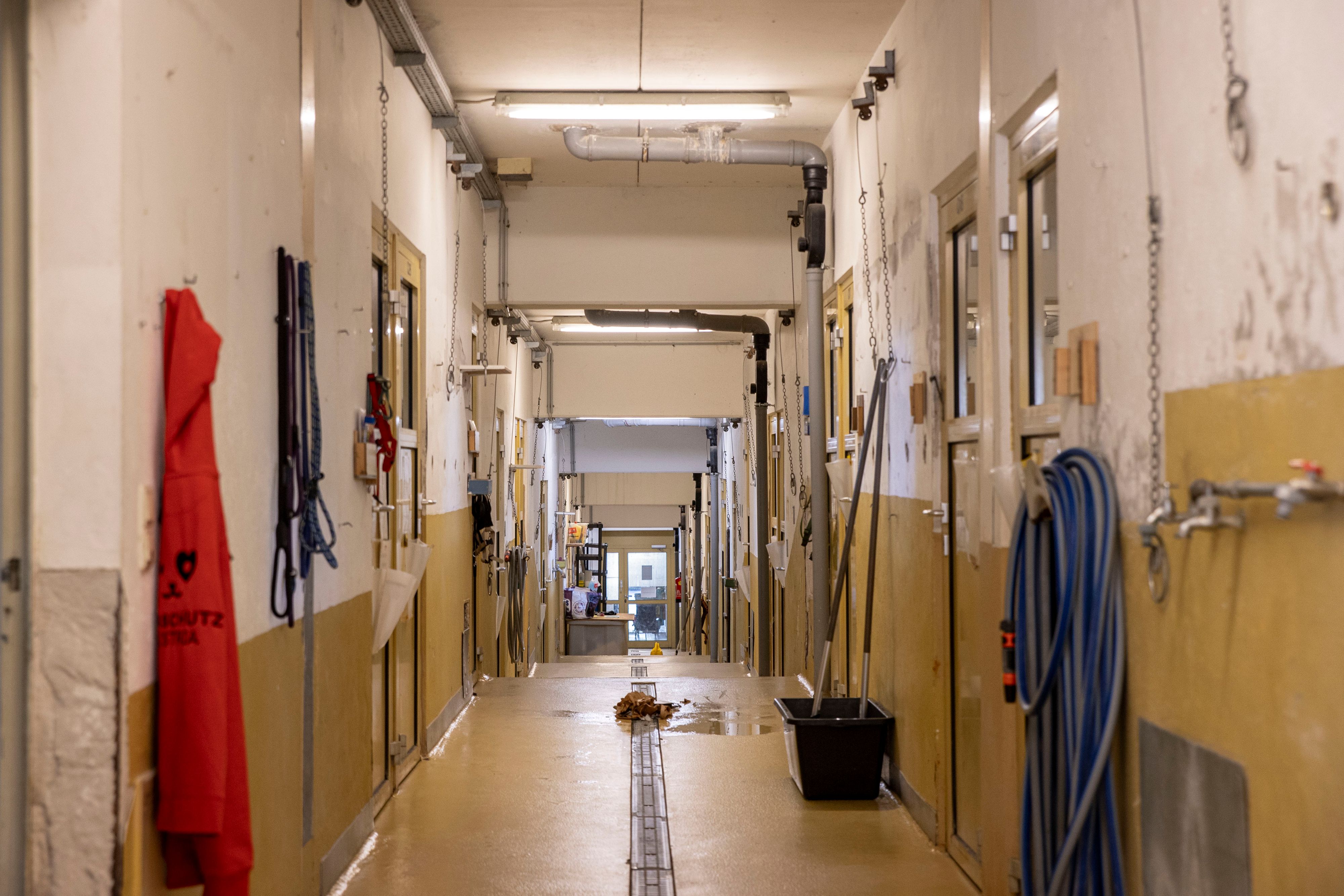 Die Entwicklung der Haus- und Wildtiere in Österreich ist gar nicht schön. 