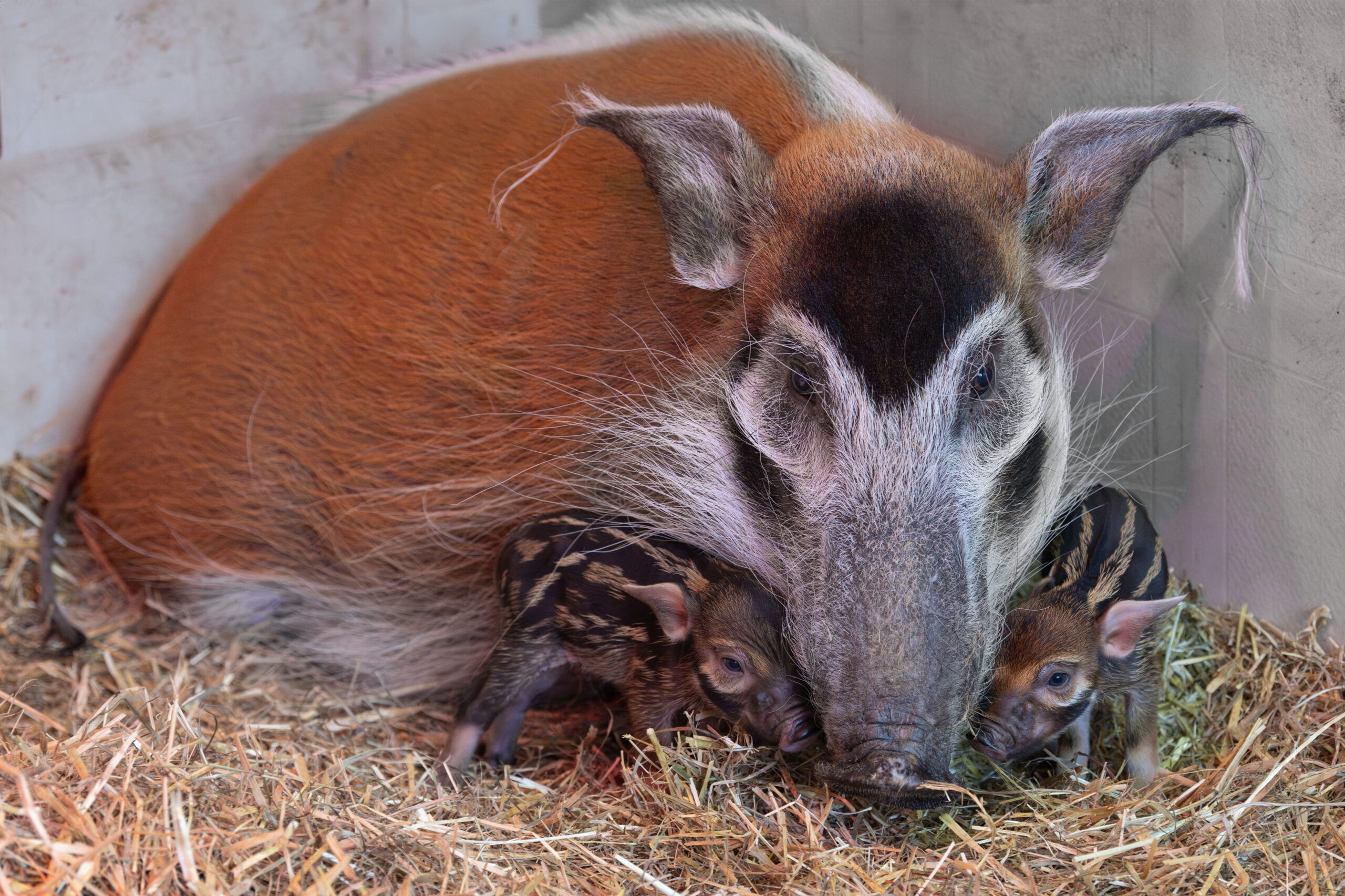 Pinselohrschweine sind generell besonders pfiffig. 