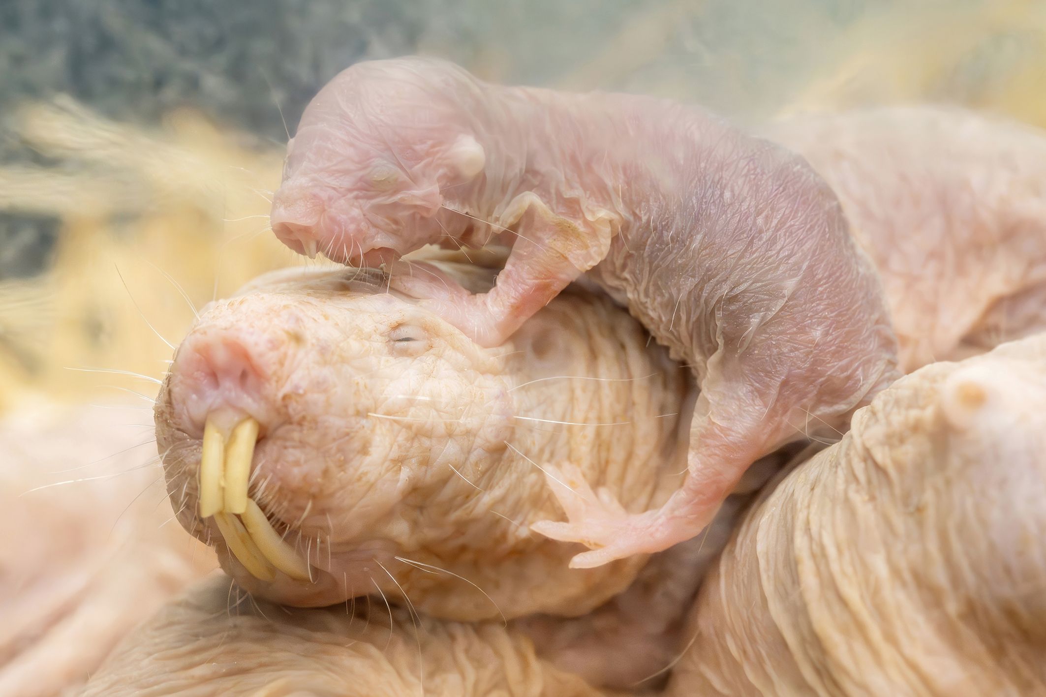 Auch wenn Schönheit immer im Auge des Betrachters liegt, hübsch ist der Nacktmull wirklich nicht.