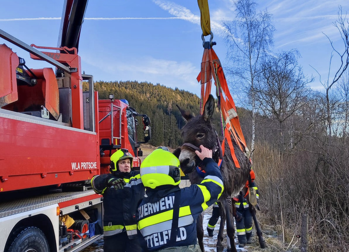 Der Esel wurde mit einem Kran aus dem eisigen Bach gerettet.