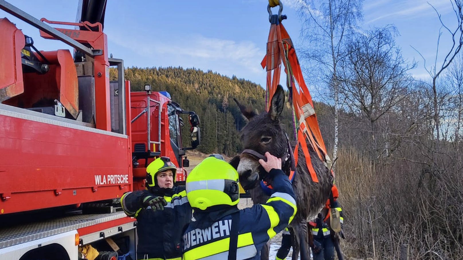 Großeinsatz: Esel "Jaki" stürzte in eiskalten Bach