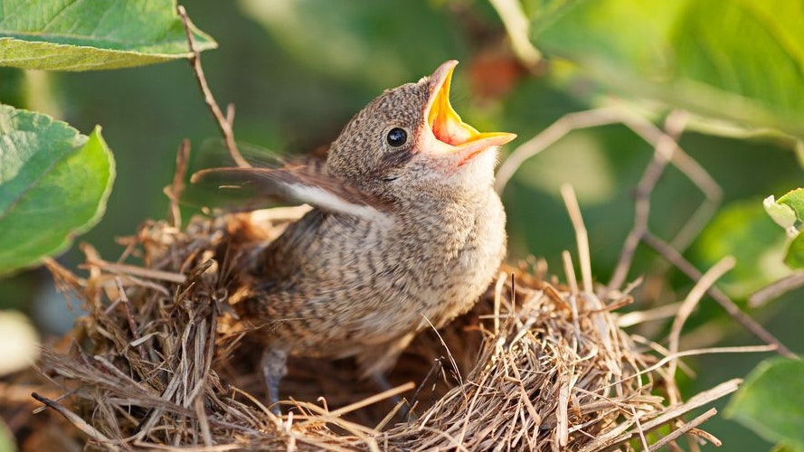 Heute.at - Überlebenskampf – Heimische Vögel brüten immer früher