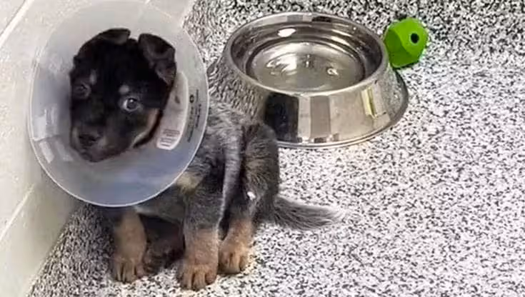 Sawyer blieb allein im Tierheim zurück, als alle seine Geschwister bereits adoptiert wurden. Doch am Ende fand auch er sein Glück.