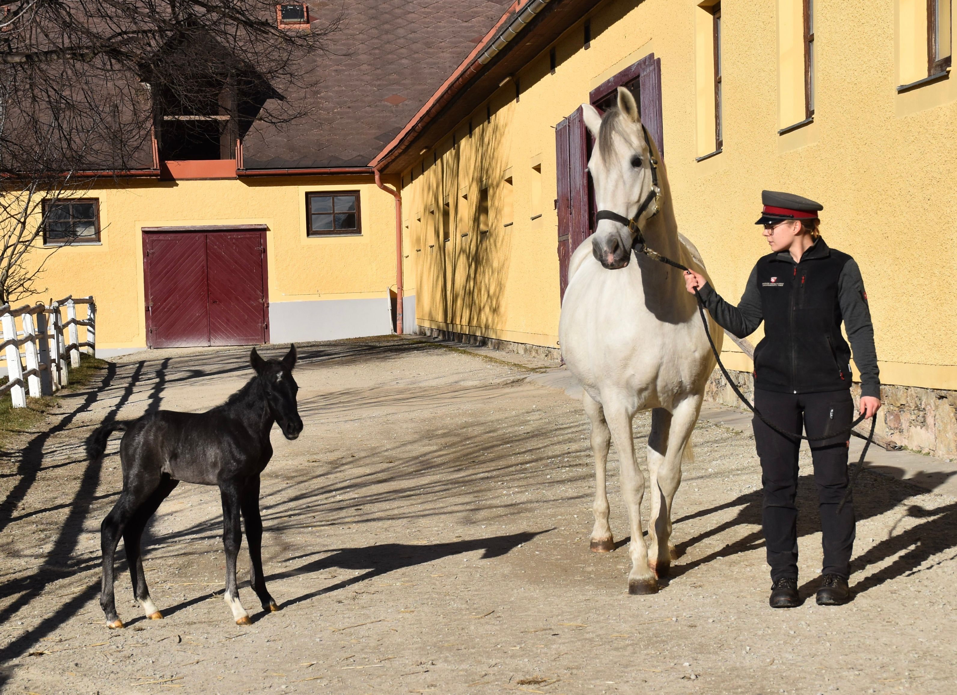 Heute.at - Mama mia! Erster Lipizzaner-Hengst Neapolitano ist da