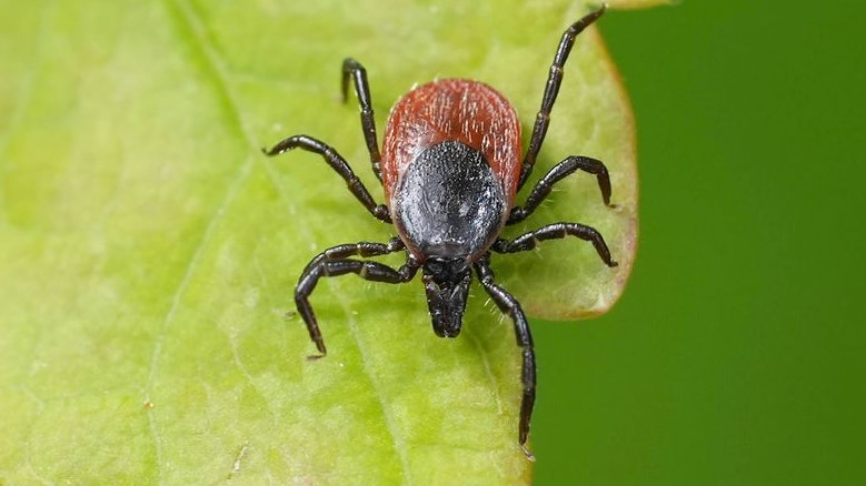 Natural detailed closeup on a castor bean tick, Ixodes ricinus a pest species that can transmit Lyme disease and tick-borne encephalitis.