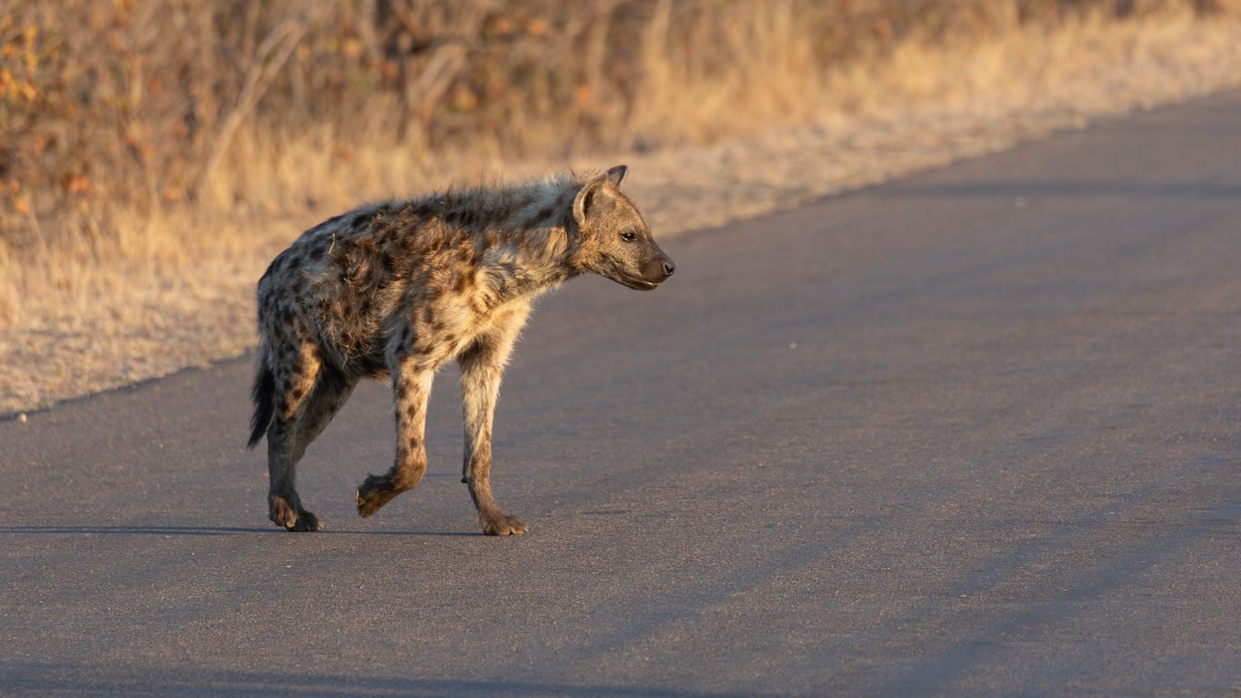 Die Tüpfelhyäne hatte sich offenbar ordentlich verlaufen.