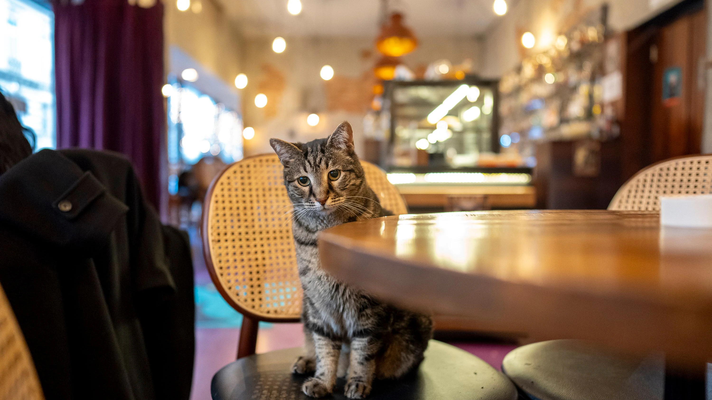 Im Kaffeehaus "Das House" warten gerettete Katzen auf Streicheleinheiten.