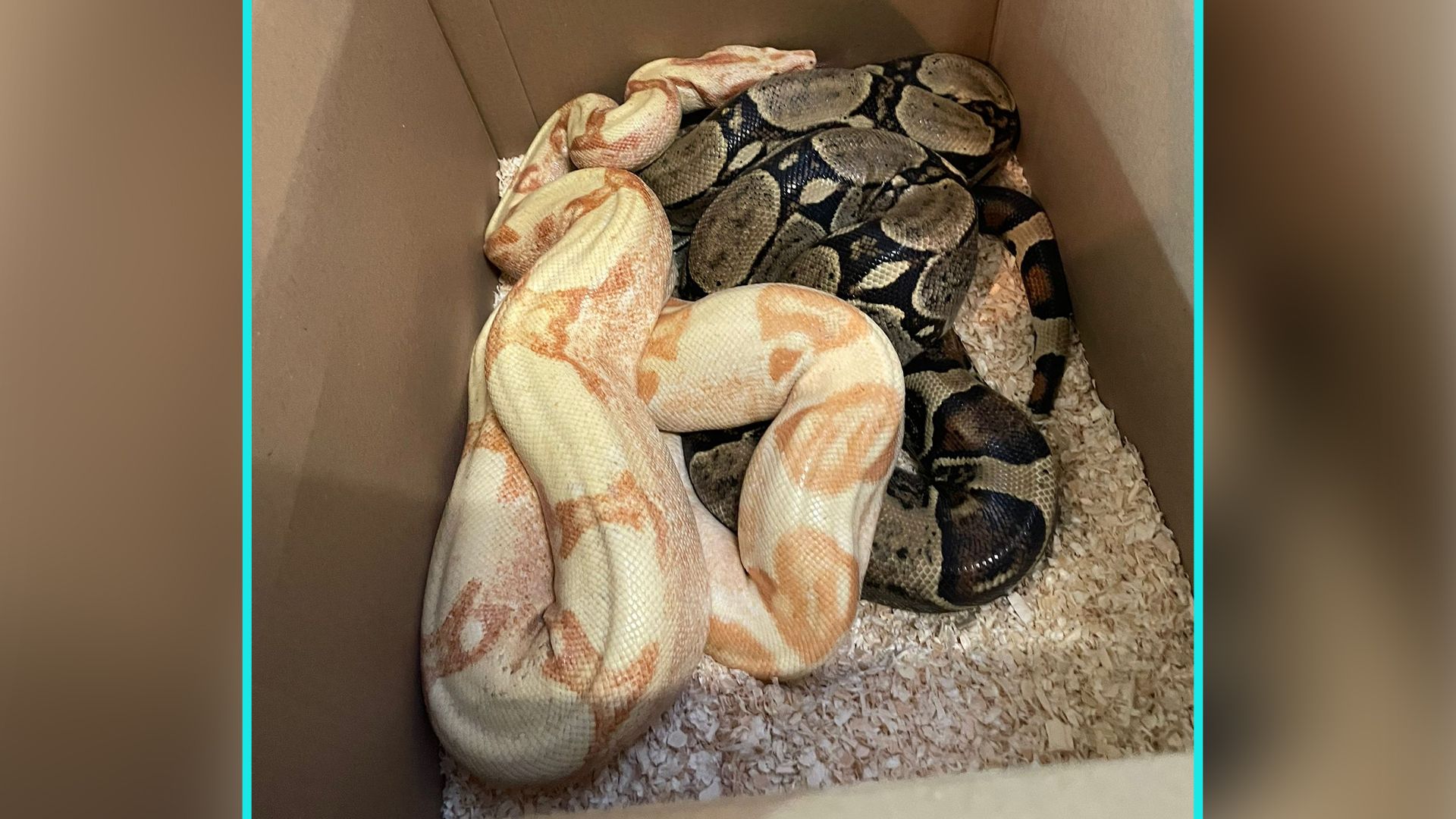 Die Riesenschlangen werden momentan medizinisch versorgt.