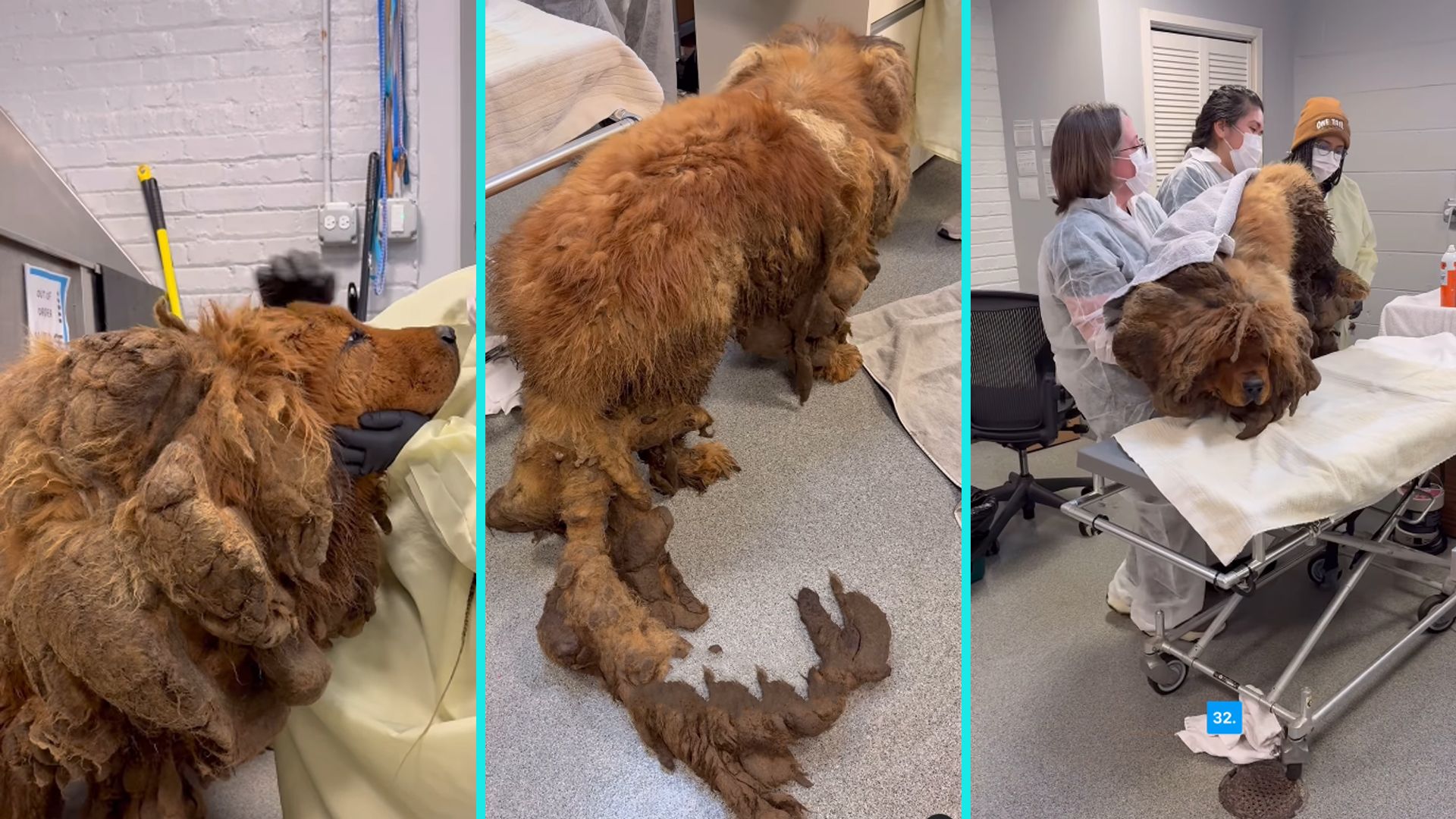 Mehrere Jahre lebte die arme Hündin in diesem Zustand auf den Straßen Chicagos.